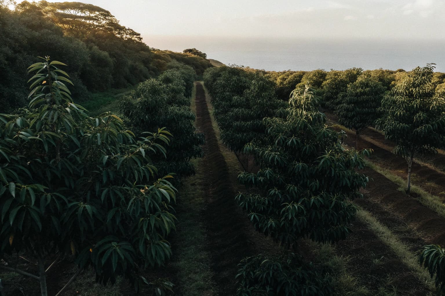 Sunlight over durian orchard with ocean in background