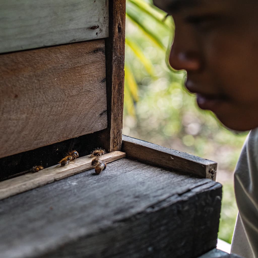 Beekeeper inspecting stingless bee hive in tropical garden