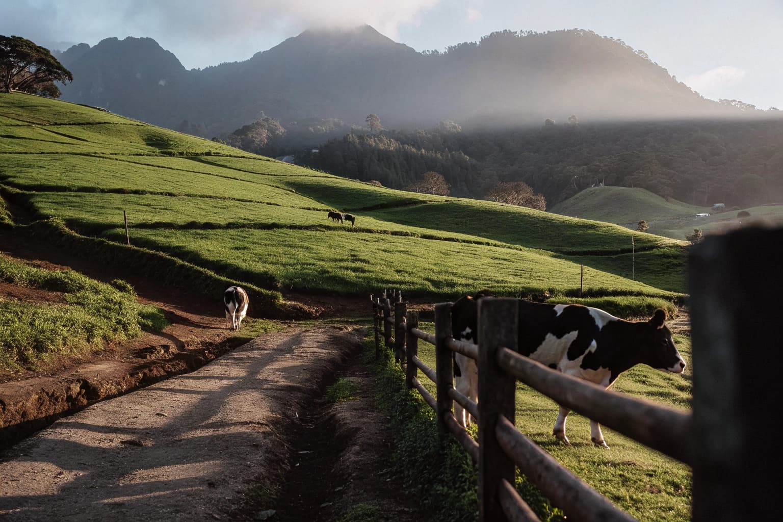 Rolling green highlands near Mount Kinabalu with dairy cattle