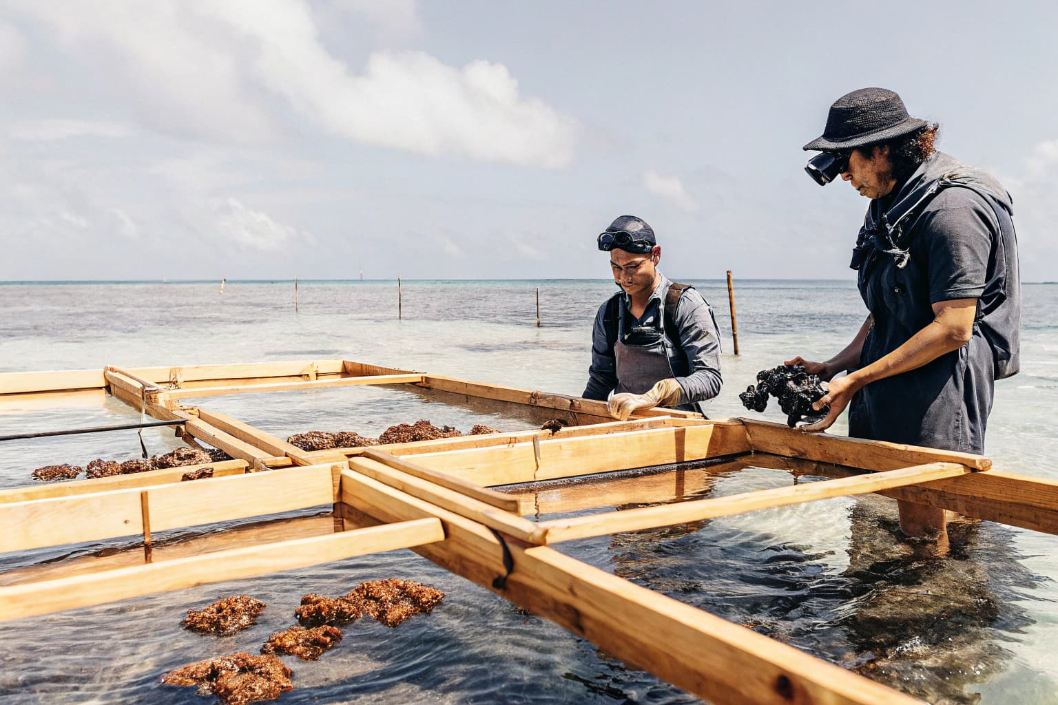 Scientists monitoring coral nurseries