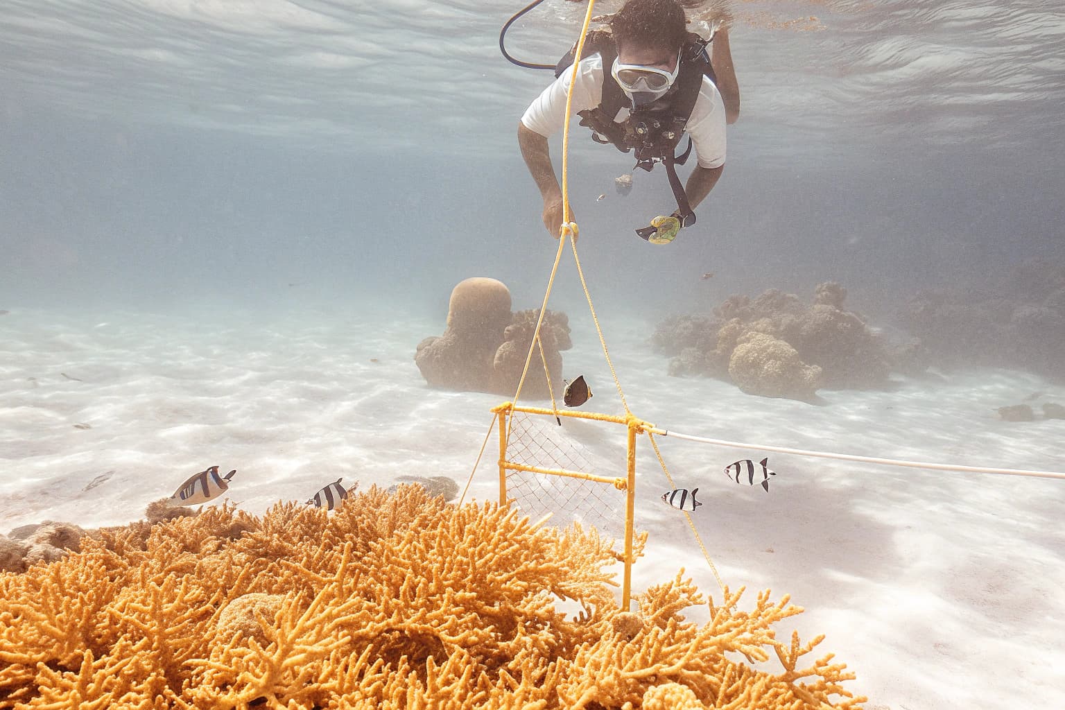 Marine biologist planting coral fragment underwater