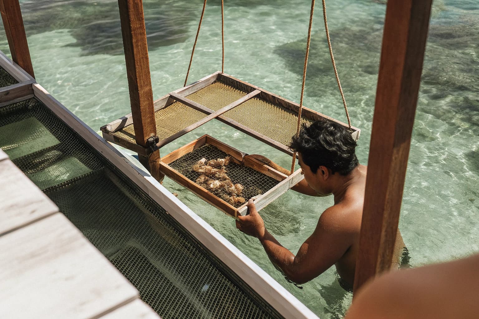 Diver tending coral fragments on nursery table