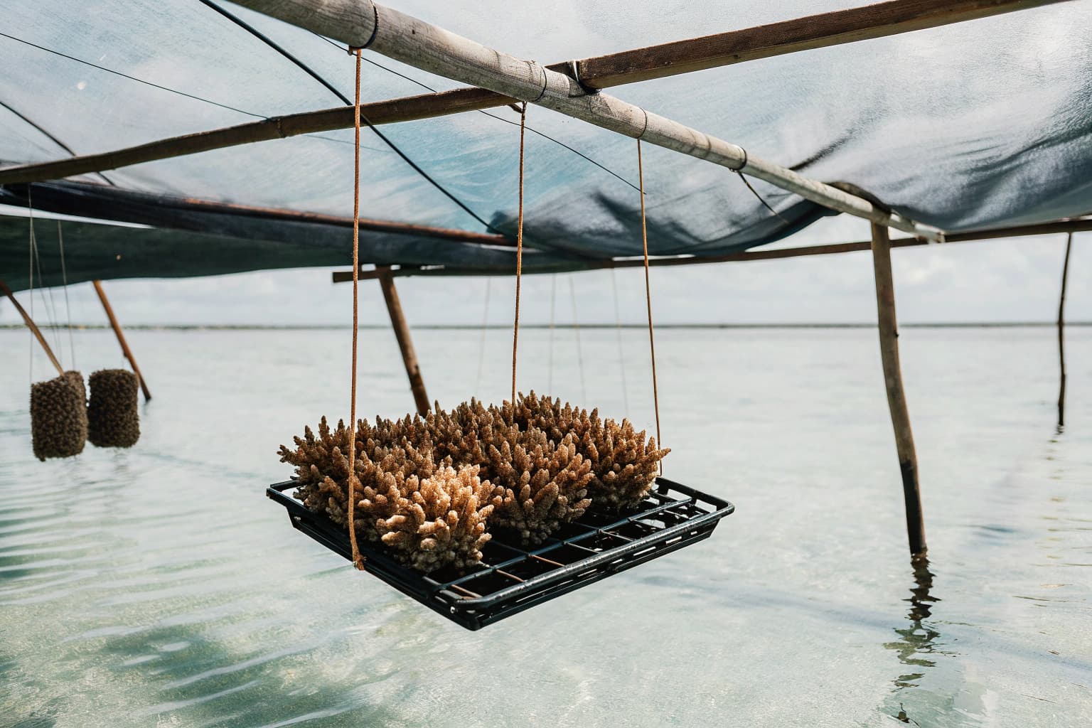 Coral fragments growing on underwater nursery table